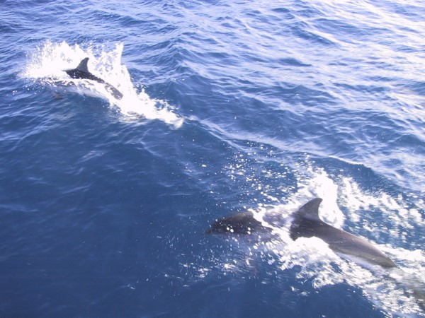 dauphins